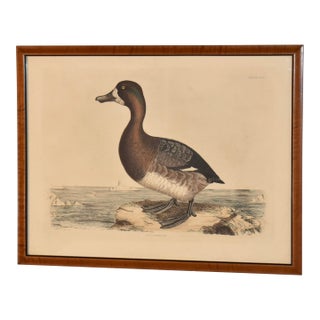 19th Century Engraving of a Scaup Pochard by Prideaux John Selby For Sale
