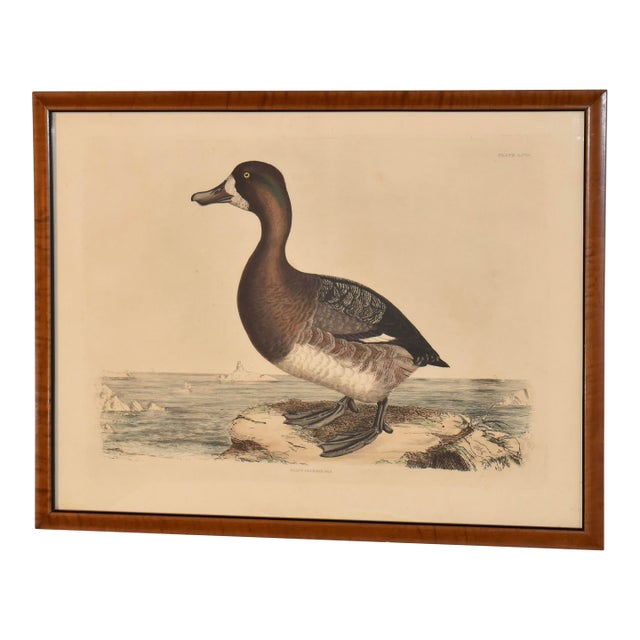 19th Century Engraving of a Scaup Pochard by Prideaux John Selby For Sale