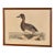 19th Century Engraving of a Scaup Pochard by Prideaux John Selby For Sale