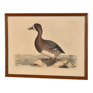 19th Century Engraving of a Scaup Pochard by Prideaux John Selby