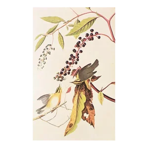 1966 Vintage Cottage Print "Worm-Eating Warbler" After John James Audubon