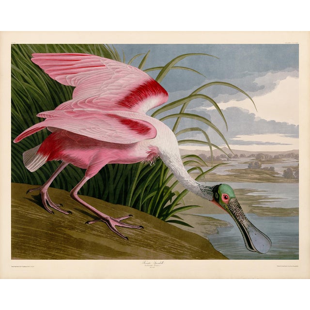 Audubon Roseate Spoonbill Giclee Print For Sale