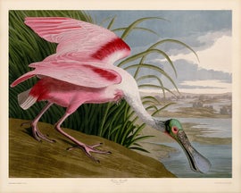 Example of John James Audubon Prints