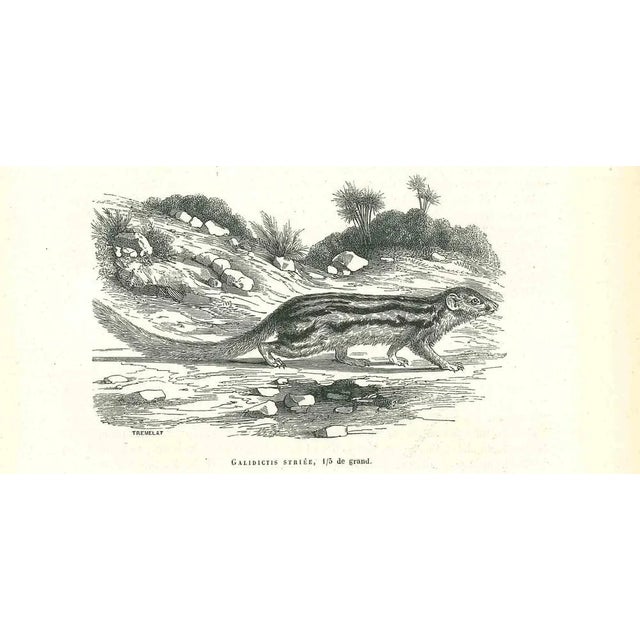 The Beaver is an original lithograph on ivory-colored paper, realized by Paul Gervais (1816-1879). The artwork is from The...