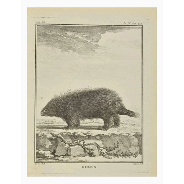 The Urson is an etching realized by Antoine Defehrt in 1771. Belongs to the suite "Natural, general and particular history...