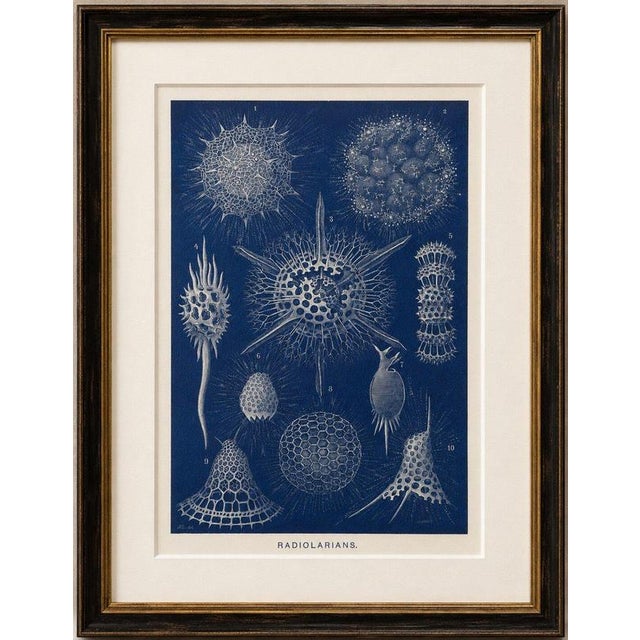 Radiolarians – Blue Scientific Natural History Plate from Lydekker, 1896 This striking original scientific illustration...