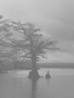 Chelsea Fly "Cypress Tree in Marshland II" Abstract Landscape Photograph #2
