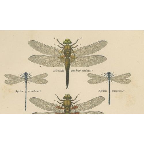Dragonfly Lithographs from Die Geradflügel Mitteleuropas, 1908, Set of 3 For Sale - Image 9 of 13