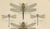 Dragonfly Lithographs from Die Geradflügel Mitteleuropas, 1908, Set of 3 For Sale - Image 9 of 13
