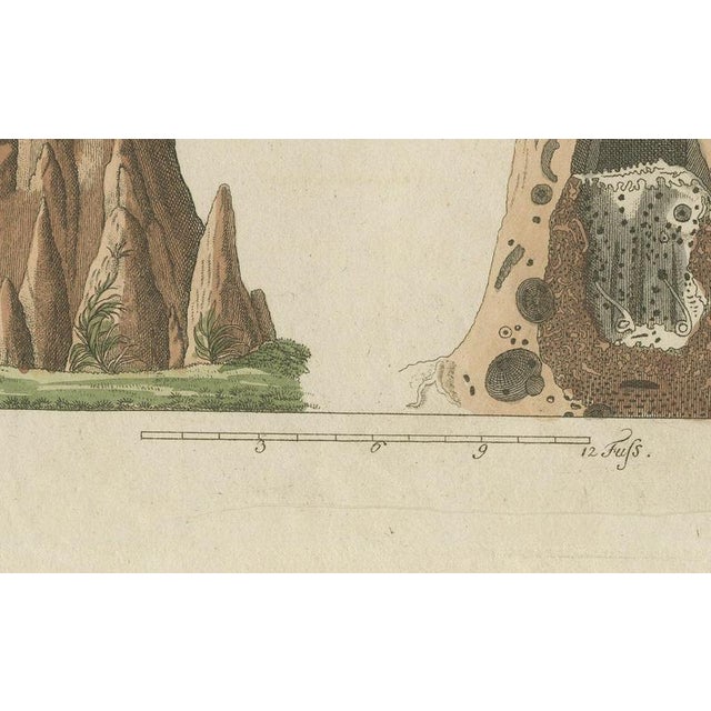 19th Century Bertuch, Termites and Termite Mound with Swollen Queen, 1805, Print For Sale - Image 5 of 12