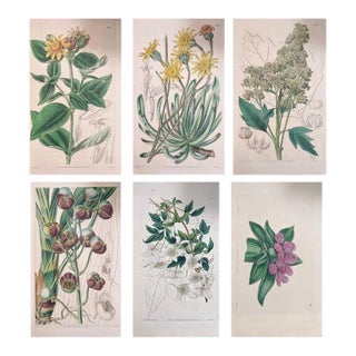 Set of Six 19th Century English Hand-Colored Botanical Engravings For Sale