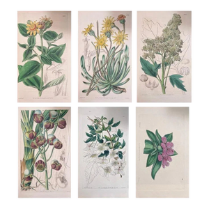 Set of Six 19th Century English Hand-Colored Botanical Engravings