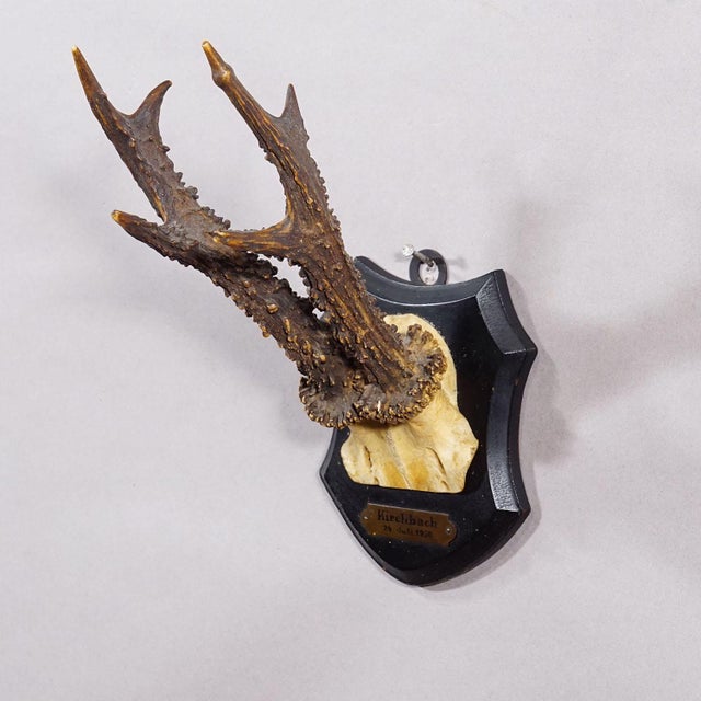 Rustic European Antique Black Forest Red Deer Trophy on Carved Plaque - Germany 1930 For Sale - Image 3 of 6