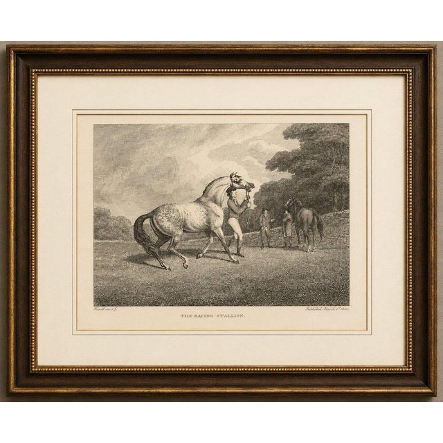 Title: The Racing Stallion – Original Samuel Howitt Georgian Equestrian Engraving, England, 1800 An elegant and highly...