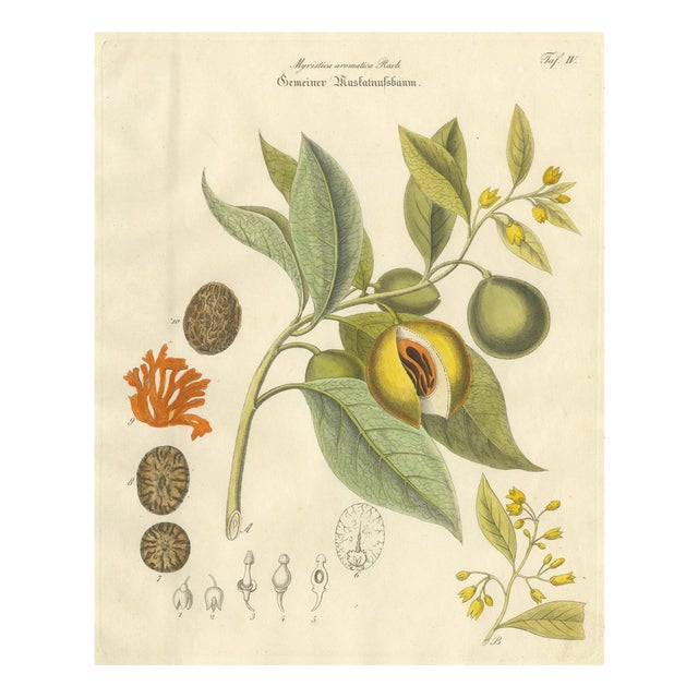 Myristica Aromatica, 1800s, Paper For Sale