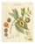 Myristica Aromatica, 1800s, Paper For Sale
