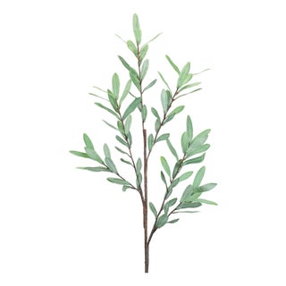 Olive Leaf Twig Branch (Set of 2) For Sale