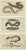 Paper Moray and Sea Lamprey and Electric Eel, 1832, Paper, Set of 3 For Sale - Image 7 of 7