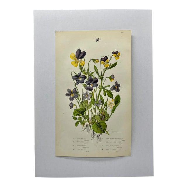 Antique W. Dickes & Co Botanical Print From England Showcasing Varieties of Purple Violets and Pansy Flowers - Circa 1870 For Sale