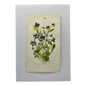 Antique W. Dickes & Co Botanical Print From England Showcasing Varieties of Purple Violets and Pansy Flowers - Circa 1870