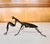 A bronze Japanese okimono cast in refined and realistic form of a praying mantis attributed to by Ryubundo Yasunosuke VI...