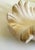 1940s Serge Roche Style Clam Shell Wall Pockets - A Pair For Sale - Image 5 of 13