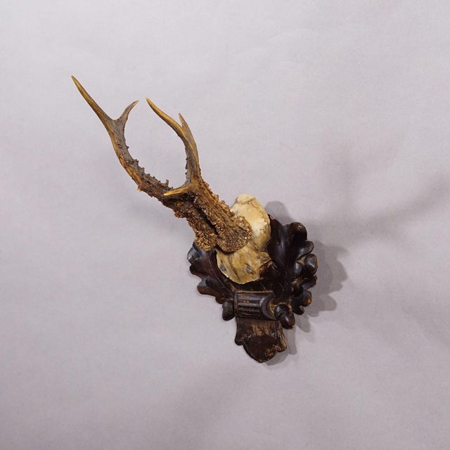 Antique Black Forest Red Deer Trophy on Carved Plaque - Germany 1910 An antique red deer (Capreolus capreolus) trophy on a...