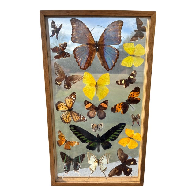 Butterflies For Sale