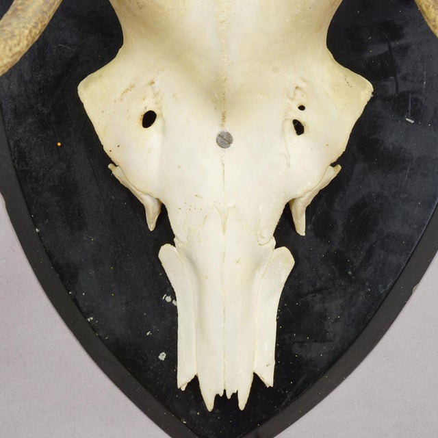 Late 19th Century Large Black Forest Antique Deer Trophy on Wooden Plaque, Germany 1900s For Sale - Image 5 of 6