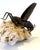 Japanese Articulate Bronze Grasshopper Jizai Okimono Myochin Linage Signed For Sale - Image 15 of 16