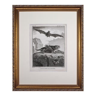 18th Century Original French Bat Engraving by Buffon 1789 For Sale