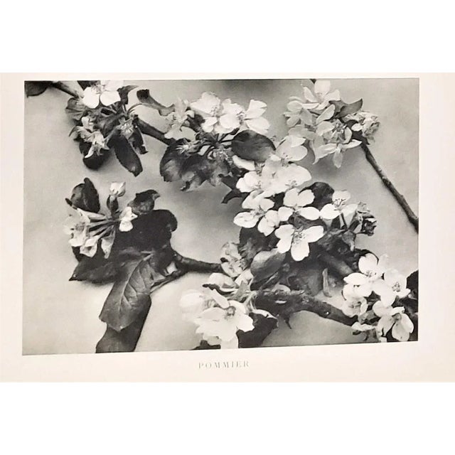 1904 Set of 2-Antique French Photographic Botanicals- Apples, Cherries, With Documentation For Sale In New York - Image 6 of 10