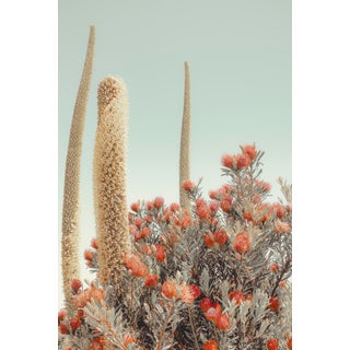 Summer Light, Limited Edition, Fine Art Photography By: Kristin Hart 48x32 For Sale