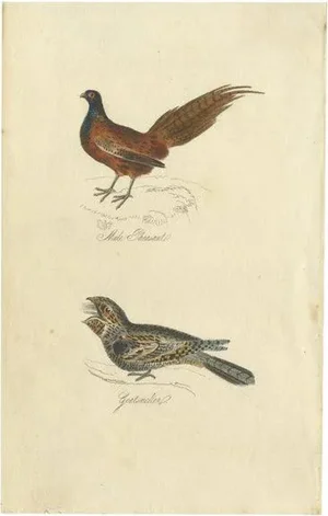 Mudie, Male Pheasant and Nightjar, 1835, Paper