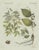 Brown Bertuch, Licorice and Carob, 1805, Engraving For Sale - Image 8 of 12