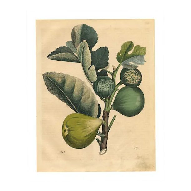 Reproduction of 'Figs' Archival Print For Sale