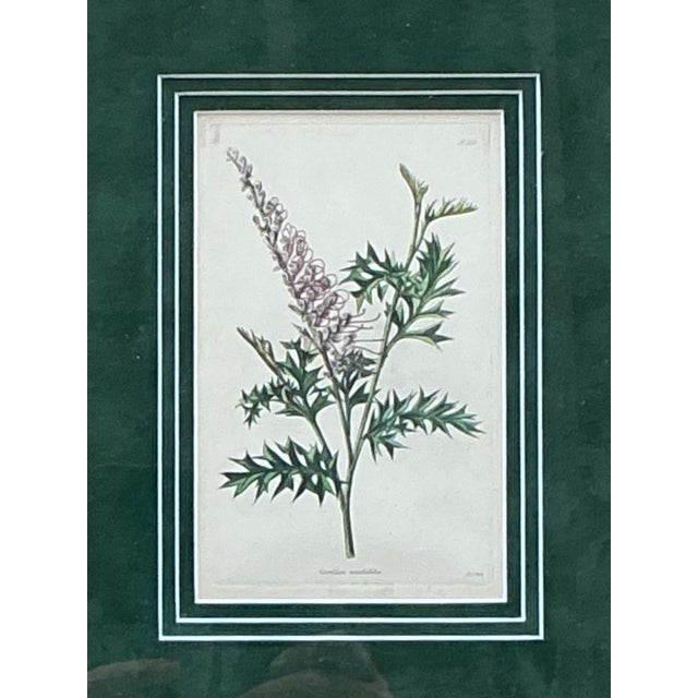 Vintage Framed Botanical Floral Prints - A Pair For Sale - Image 12 of 12