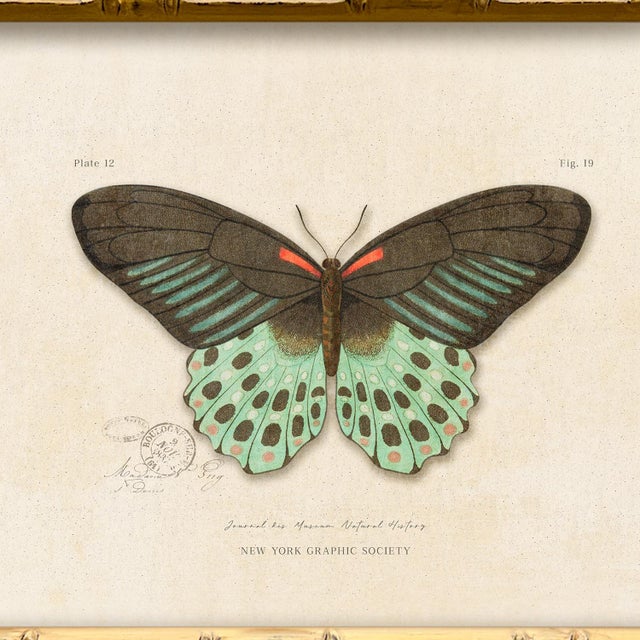 Illustration Reproduction Vintage "Garden Friends" Art Print (14), Framed Butterfly For Sale - Image 3 of 6