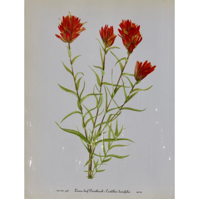 Set of 12 Vintage Botanical Prints Unframed For Sale - Image 12 of 14