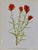 Set of 12 Vintage Botanical Prints Unframed For Sale - Image 12 of 14