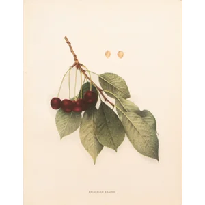 1900s U. P. Hedrick, Original Antique Photogravure of Brusseler Braune Cherries