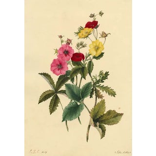 E.B.R., Cinquefoils (Potentilla) Flower, 1834, Watercolour For Sale