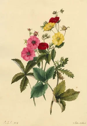 E.B.R., Cinquefoils (Potentilla) Flower, 1834, Watercolour