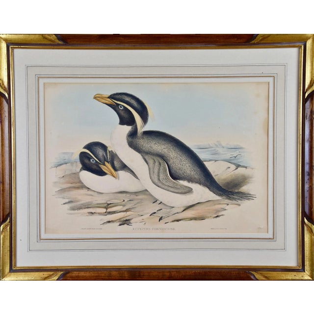 Three hand-colored lithographs from John Gould's seven volume book "The Birds of Australia", which included New Zealand,...