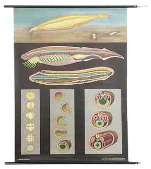 Educational Pull Down Biology Chart by Jung Koch Quentell, Germany, 1969