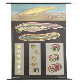 Educational Pull Down Biology Chart from Jung Koch Quentell, Germany, 1969 For Sale