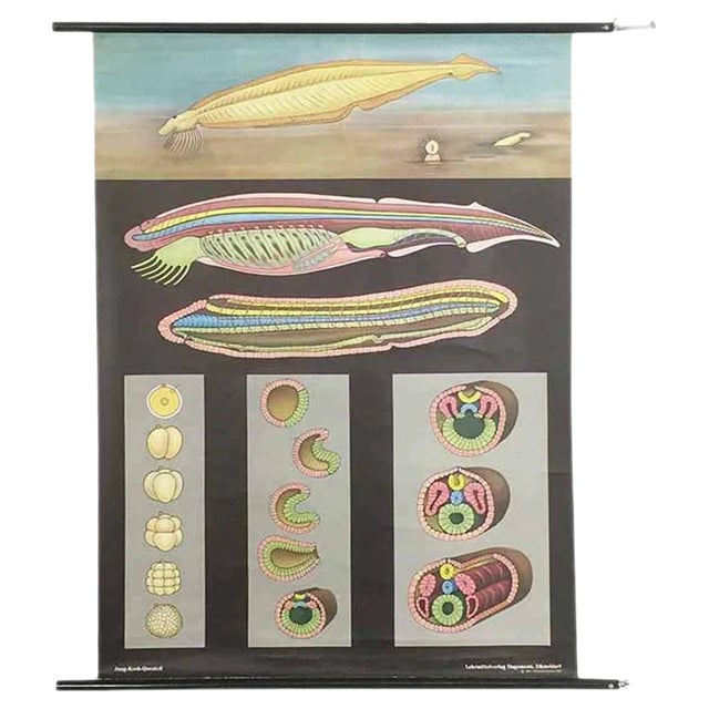 Educational Pull Down Biology Chart from Jung Koch Quentell, Germany, 1969 For Sale
