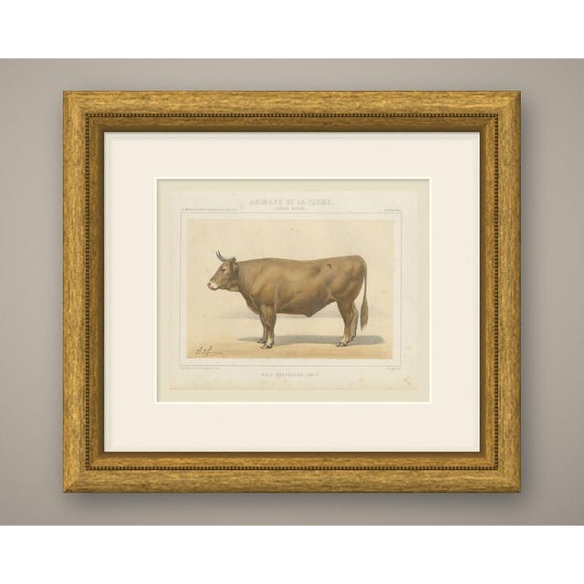 An original antique chromolithograph, printed in color, lettered "race bressanne, bœuf." and published in paris about 1863...