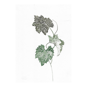 1990s Ron Yrabedra Ivy Botanical Drawing