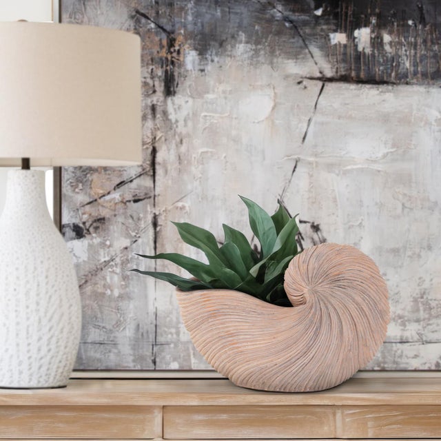Nautilus Shell For Sale - Image 11 of 11